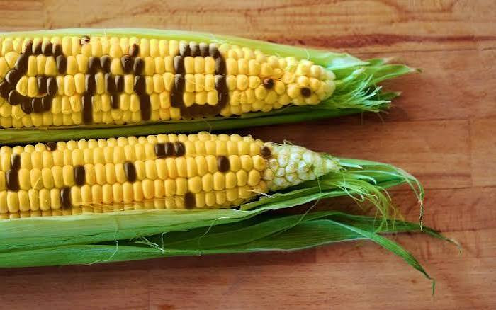 Feed makers push for GM crops as raw material crisis bites