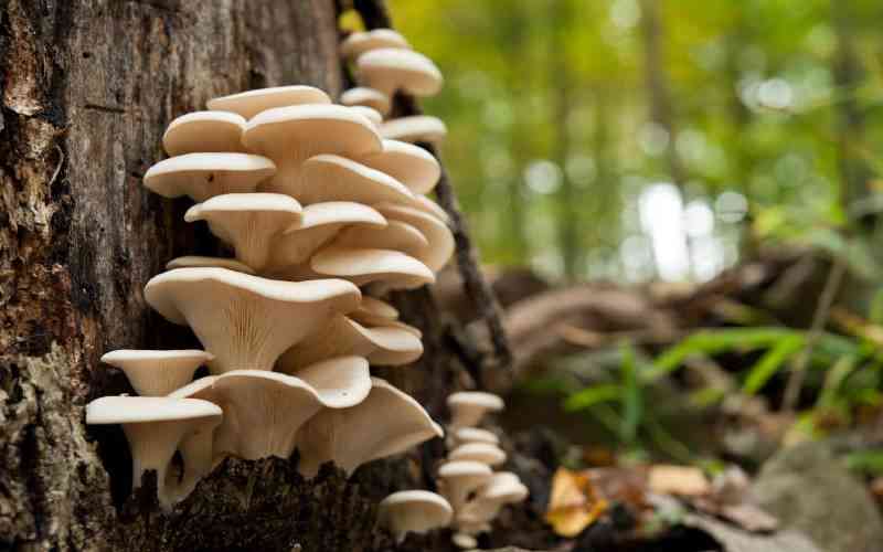 Accused mushroom murderer sent children to movies before deadly meal