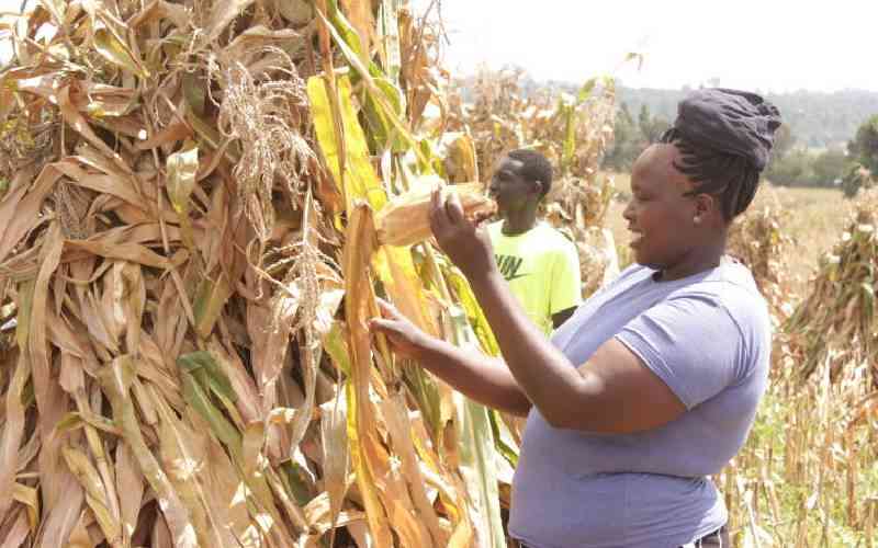 Anxiety as State to declare new maize prices this week