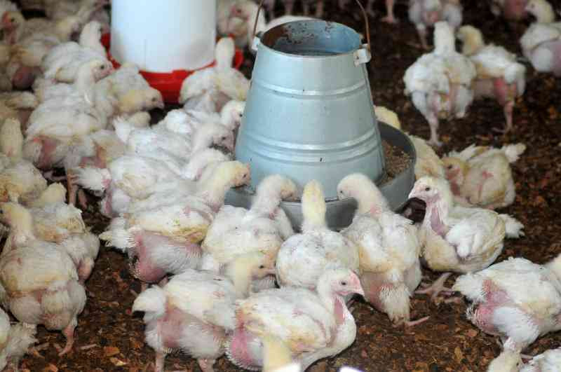 Broiler meat safety: What you need to know