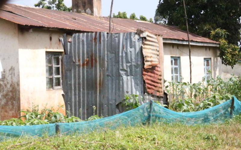 Where mosquito nets fence sukuma wiki gardens