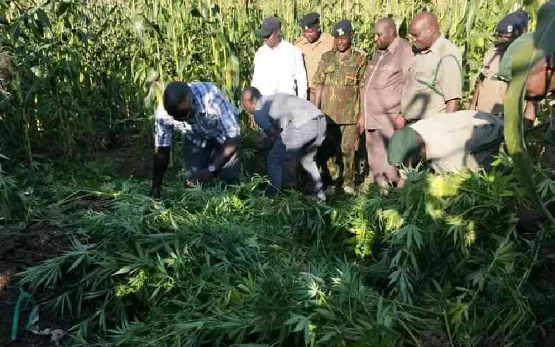 Police uproot bhang intercropped with maize in Siaya