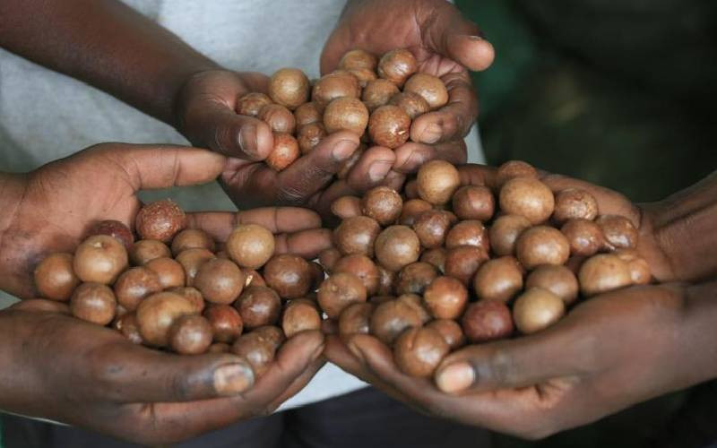 Macadamia traders clash over AFA's alleged bias