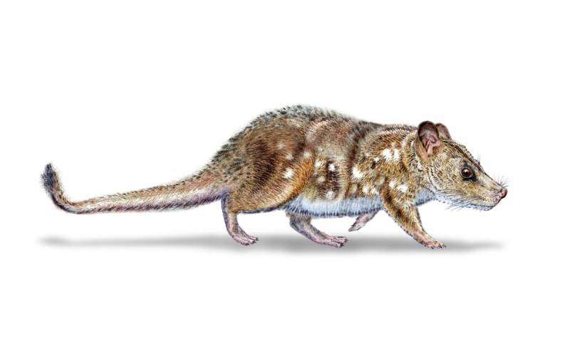 Scientists find 74-million-year-old mammal fossil in Chile