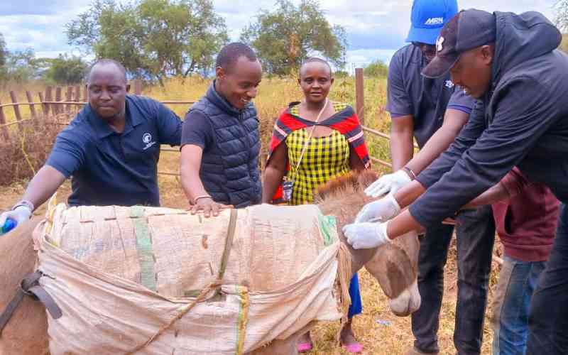 Donkey numbers plunge as Kajiado farmers fight rising skin smuggling