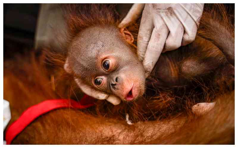 Indonesia rescues six orangutans from fires in a week