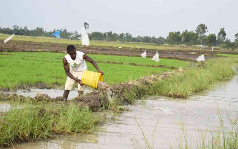 Nyanza's irrigation revolution could save Kenya Sh22b