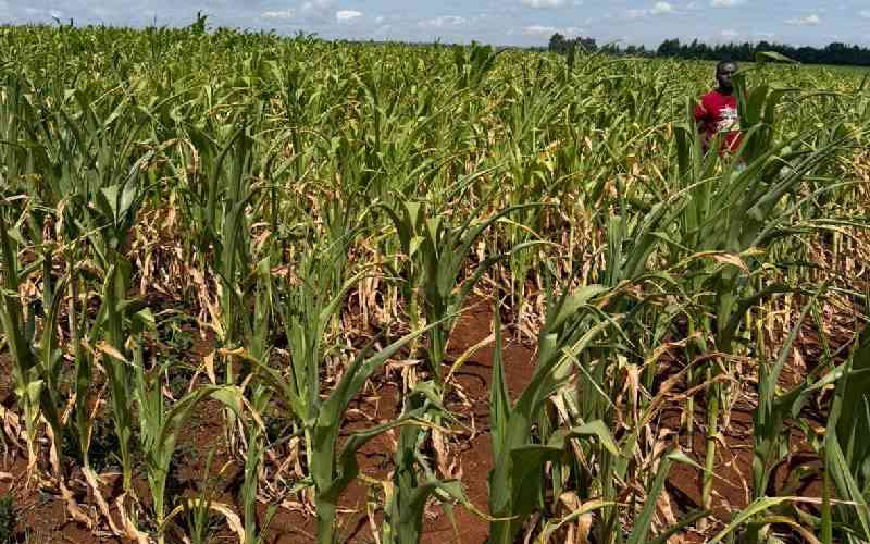 Africa food finance summit kicks off in Nairobi as Kenyans confront food insecurity