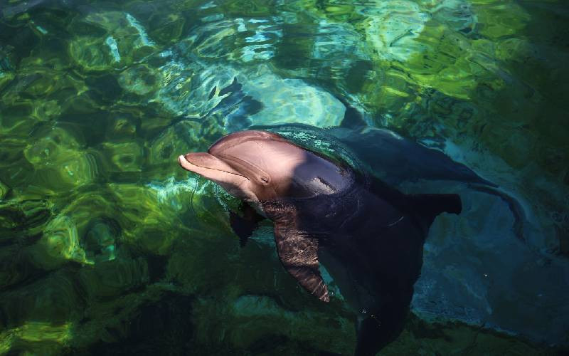 Italy to open Europe's first marine sanctuary for dolphins