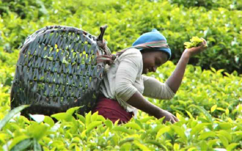 MPs vow to review tax policy on tea to encourage value addition
