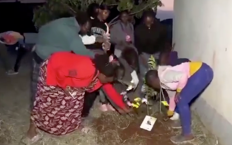 VIDEO: Emotional burial for beloved Utawala cat gets netizens talking