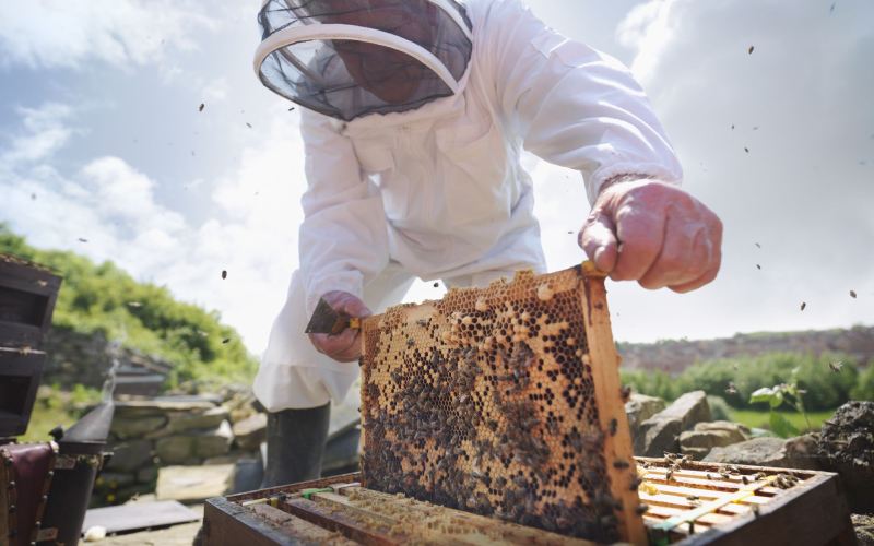 Simple beekeeping guide for beginners