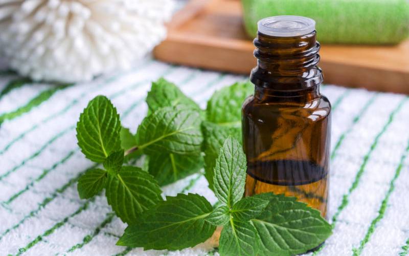 Mint: Sweet and cooling herb you cannot ignore