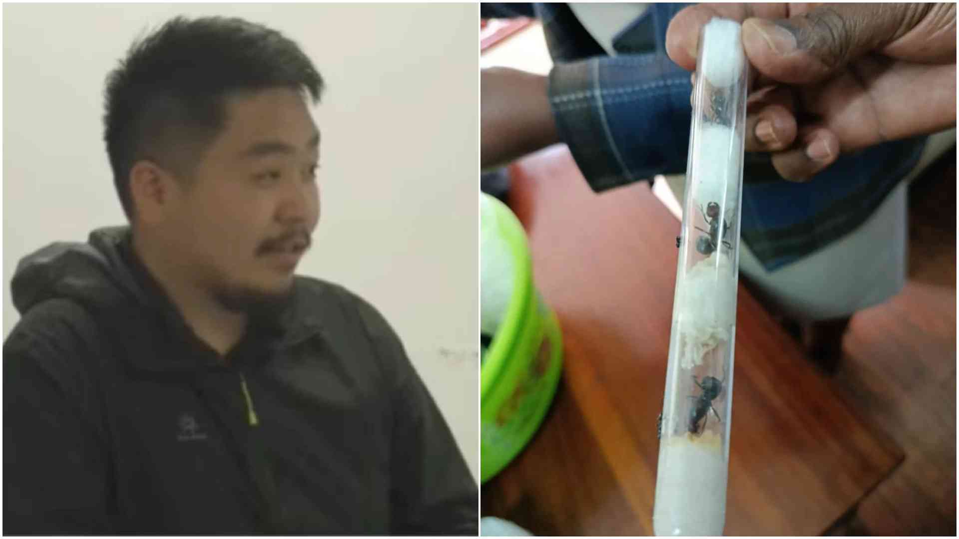 Thuraku flight: Drama at JKIA as Chinese national arrested with nearly 2,000 ants in luggage