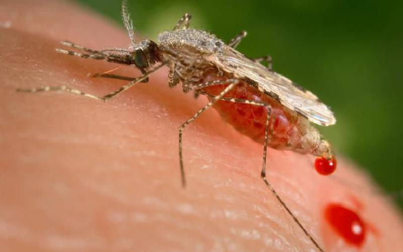 No link between new mosquito breed and malaria in Marsabit