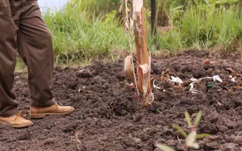 Farmers turn banana stems waste into wealth