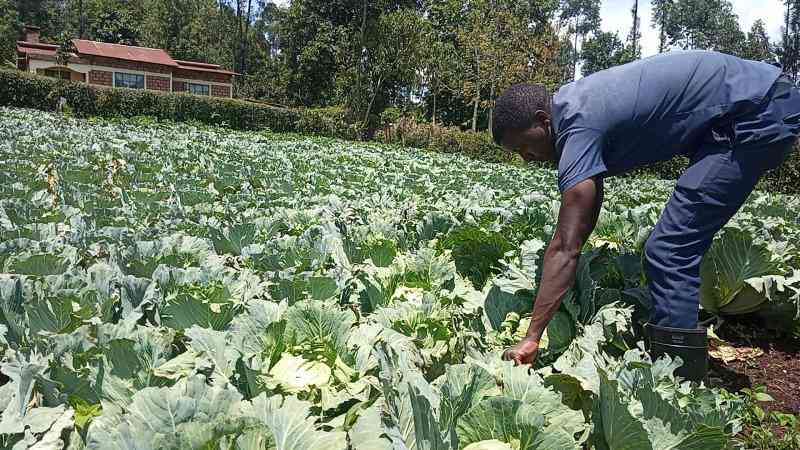 Youth digging riches in horticulture nursery business