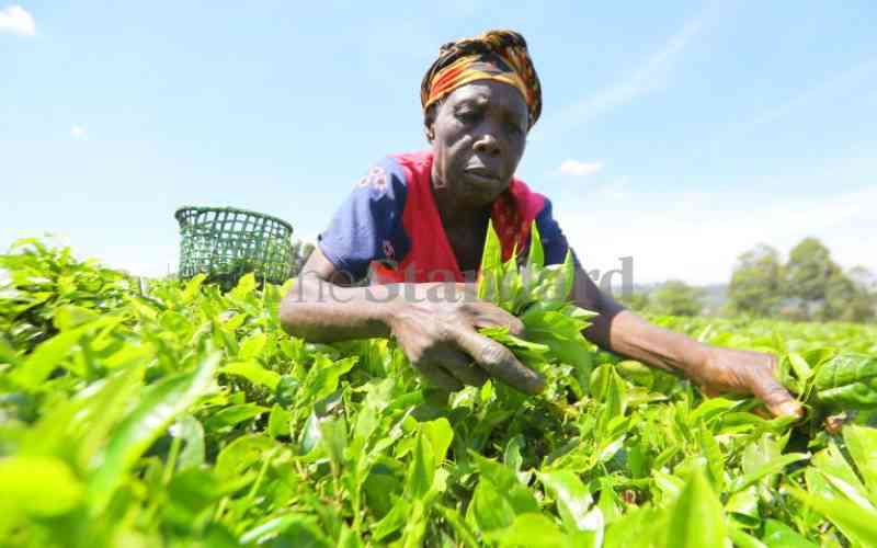 Tea farmers reap big as factories promise to pay higher bonuses
