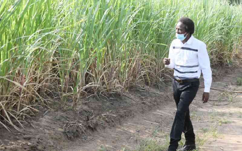 Sugarcane farmers welcome Ruto's promise to pay bonus in January