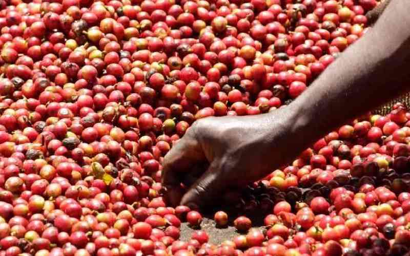 Coffee market nets Sh2.4 billion in weekly auction