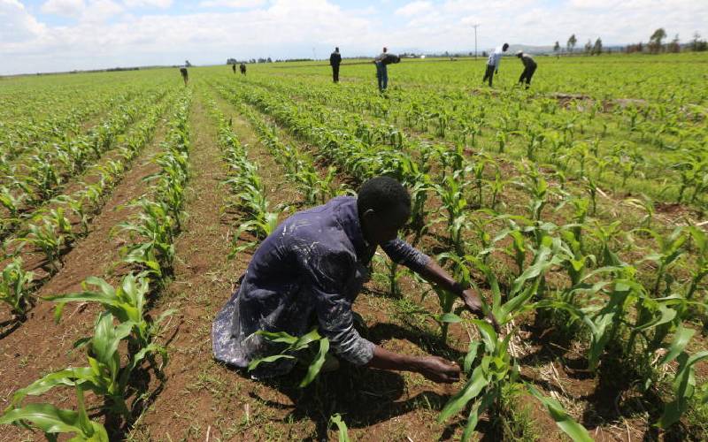 Desperate farmers use detergents and pepper to fight armyworms