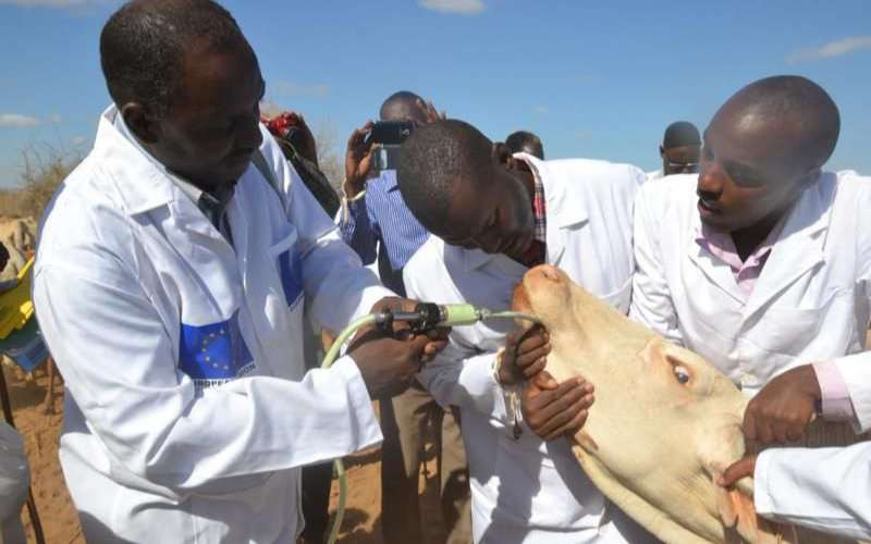 Dewormers: Why resistance is rising