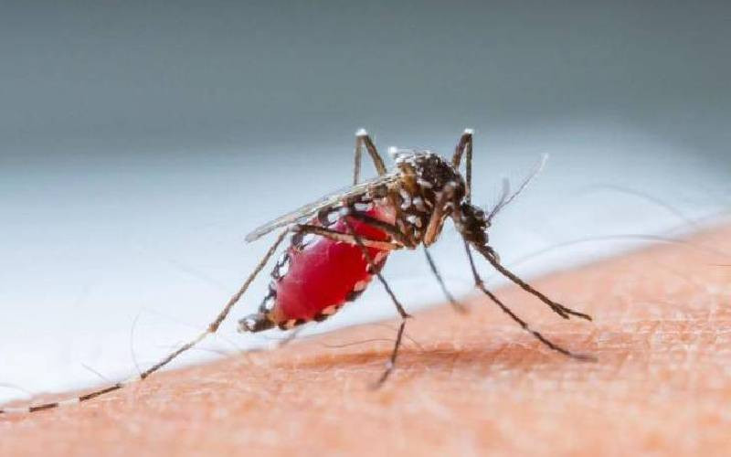 Over 488,000 dengue cases reported in Argentina in first 5 months