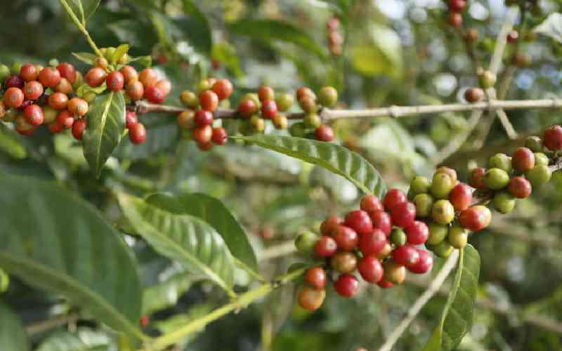 Coffee farmers in Uasin Gishu County to receive 5.2 million seedlings