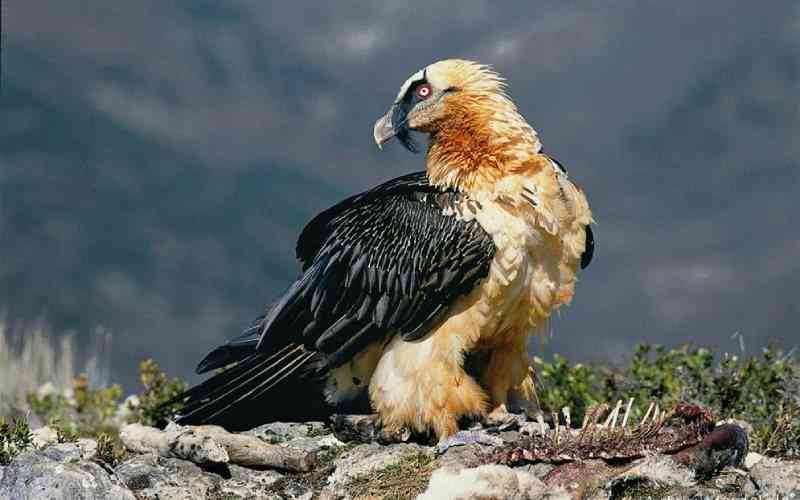 More than 120 endangered vultures killed in South Africa by poisoning