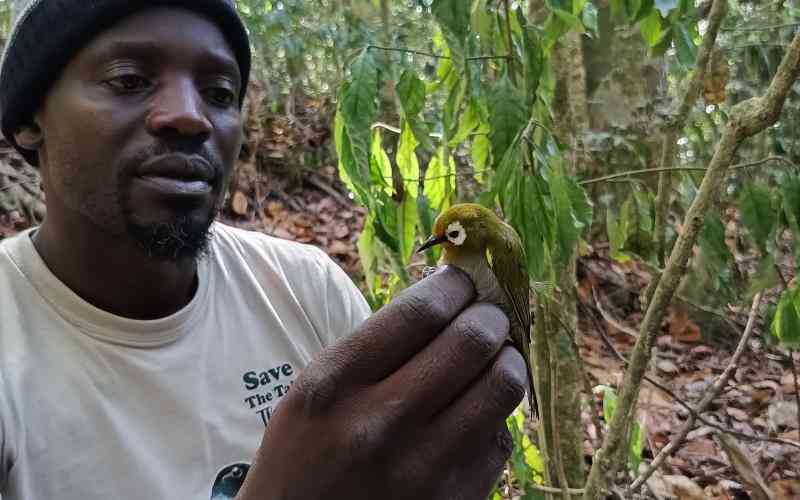 Citizen science plays major role in monitoring bird species in Kenya