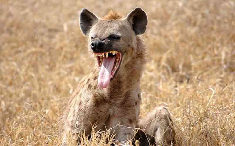 Team Mafisi: When KWS raised concern over hyenas chewing buffalo balls