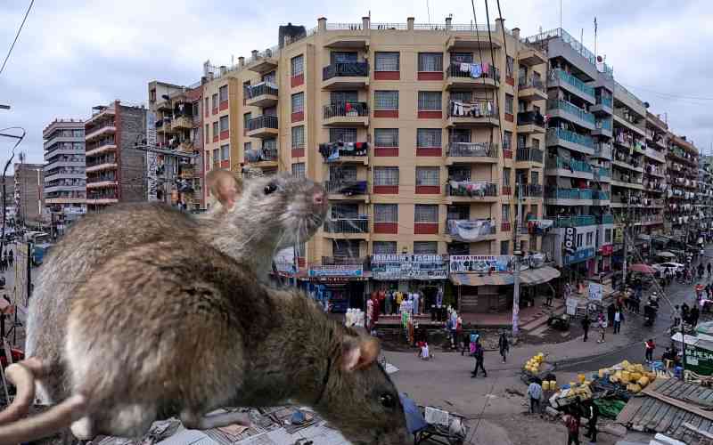 The politics of city rats: What urban rodents tell us about housing and sanitation