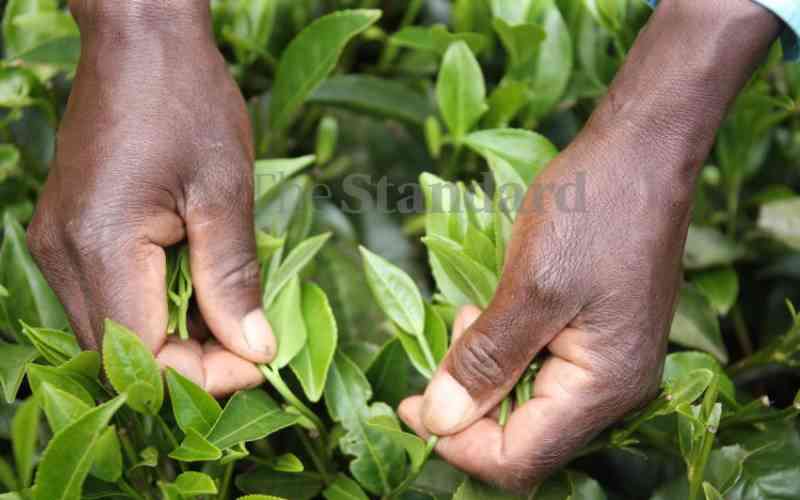 Kenya tea exports fall 28 per cent over Ukraine war