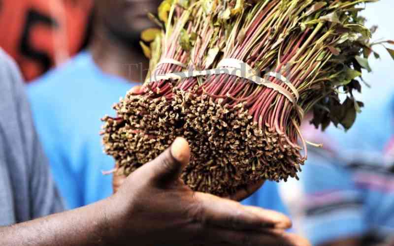 Farmers up in arms over Nacada's classification of miraa as a drug