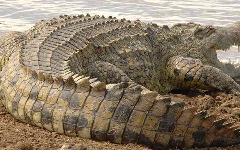 Exotic animal trade explodes as global demand for reptiles rises