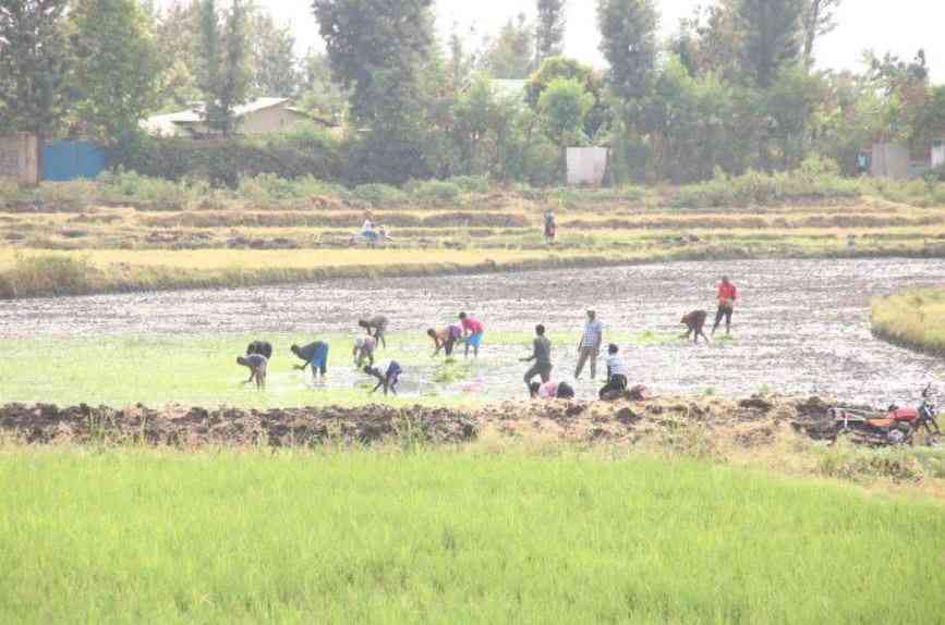 Why court temporarily stopped controversial rice import