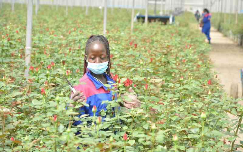 Iran-US war costs Kenyan flower exporters Sh623 million