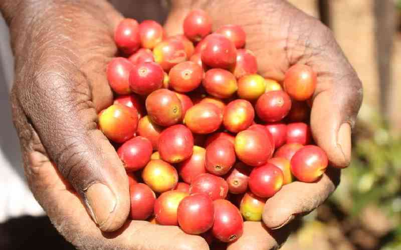 Kenya can solve coffee crisis by protecting its single origin brand