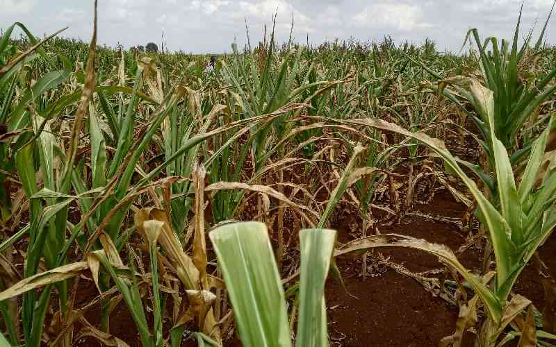 Questions swirl over opaque Sh26 billion maize import tender