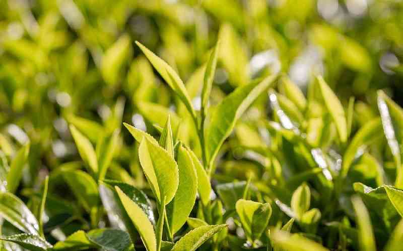 Unlocking growth: The vital role of orthodox tea in Kenya's thriving tea sector
