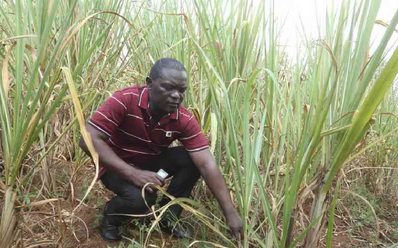 Why zoning rule could be silver bullet to resolve sugar shortage