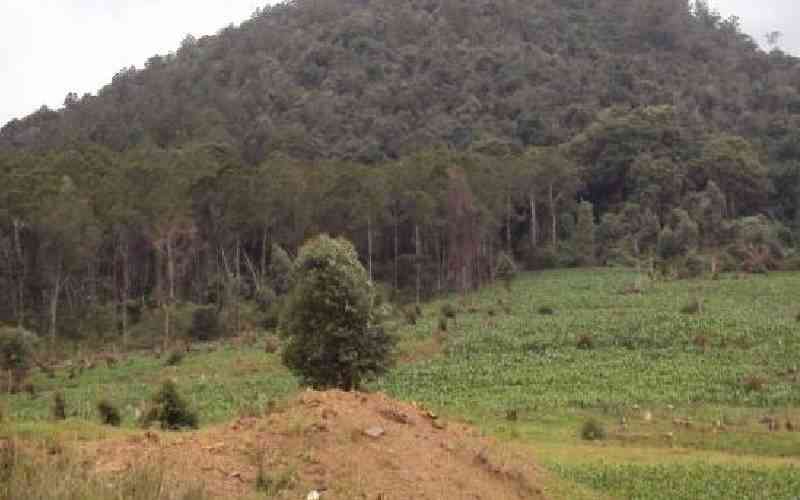 Energy Ministry to rehabilitate Kipsigis forest