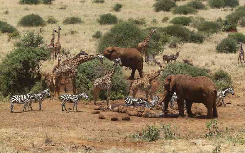 Report exposes how wildlife farms in Kenya fuel illegal trade