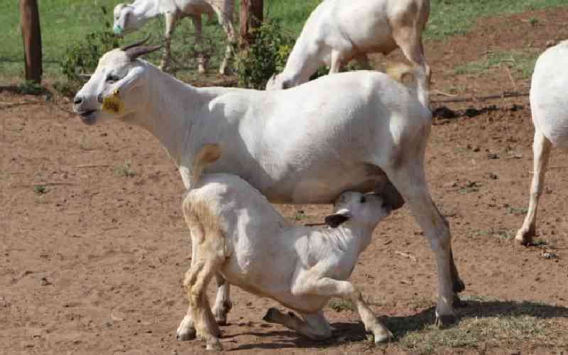 Kalro supports the vaccination of goats against pneumonia