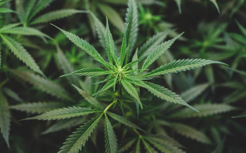 Study shows bhang can heal but poses health risks