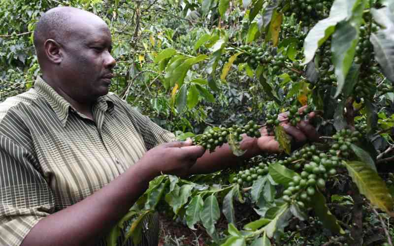 New push to promote dignity in Kenya's coffee trade