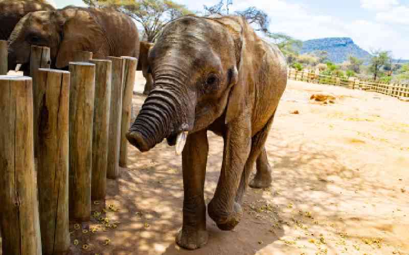 Long'uro: The trunkless elephant eaten by hyenas but refusing to give up