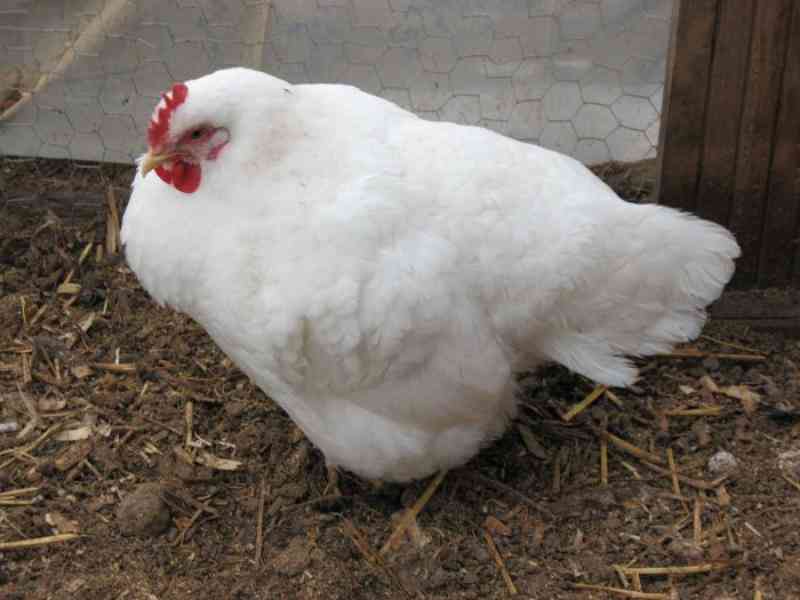 Yes, chicken can also be depressed, here is why