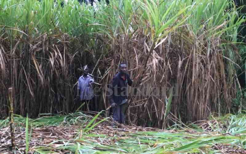 Cane farmers want state to offset Sh1.7 billion arrears