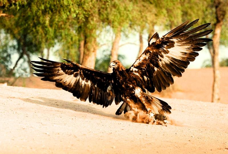 Fear of falcons and enduring Somali mythology